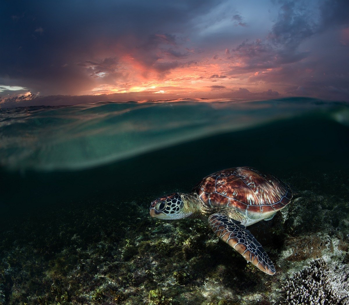 Морские черепахи жизнь. Черепахи Атлантического океана. Морские черепахи в черном море. Подводные черепахи.