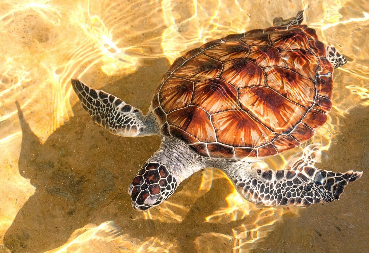 Черепаха бисса панцирь