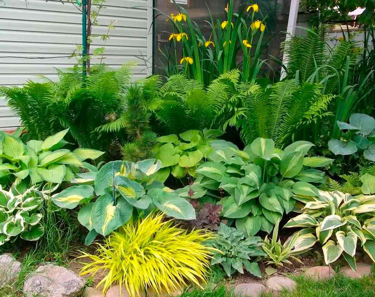 растения которые растут возле дома фото