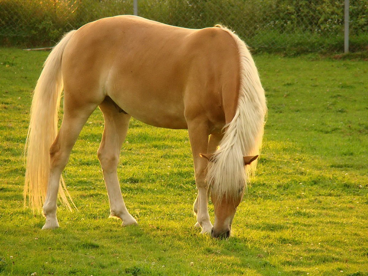 Желтая лошадка. Хафлингер гнедой. Хафлингер порода лошадей. Соловая масть лошадей. Соловая (Паломино) масть лошади.