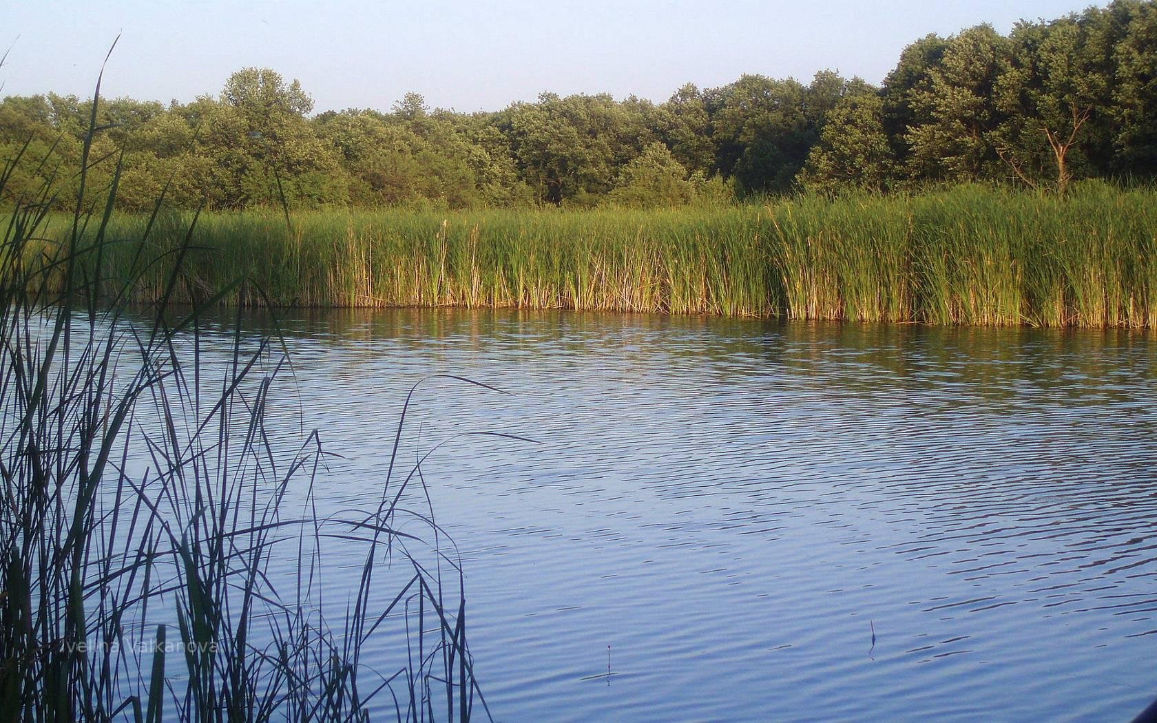 Рыбалка 1 озеро. Озеро Тынус Рязанская область. Рыбалка на озере. Рыбацкий водоем. Рыба в озере.