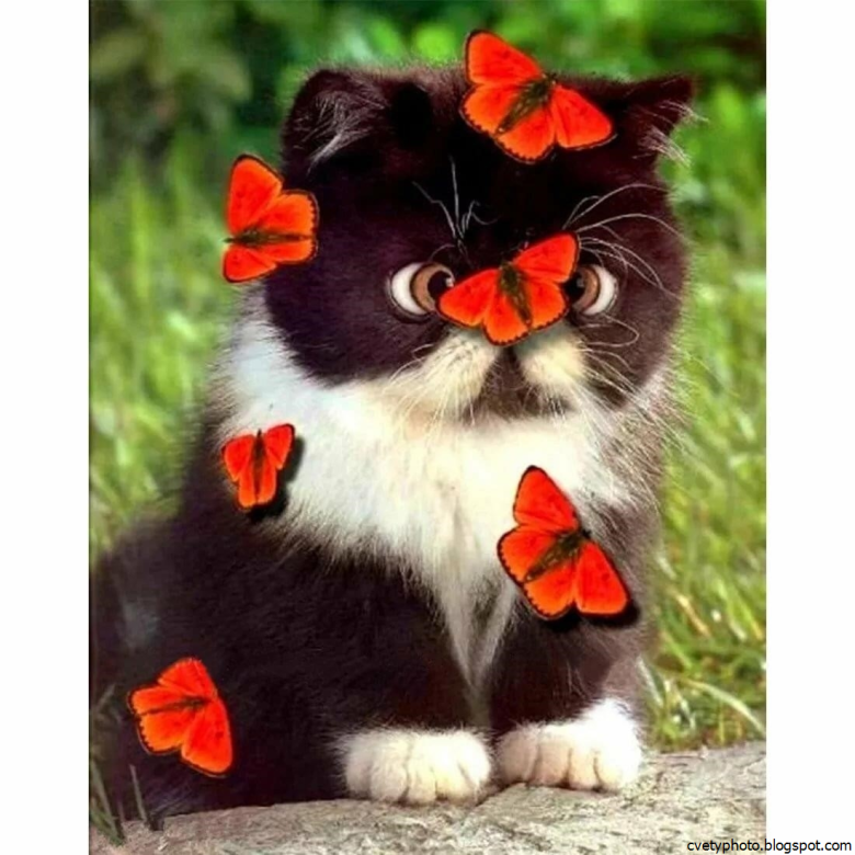 Картинки для настроения. Цветочек для настроения. Кот и бабочка. Котик с бабочкой. Цветочки для поднятия настроения.