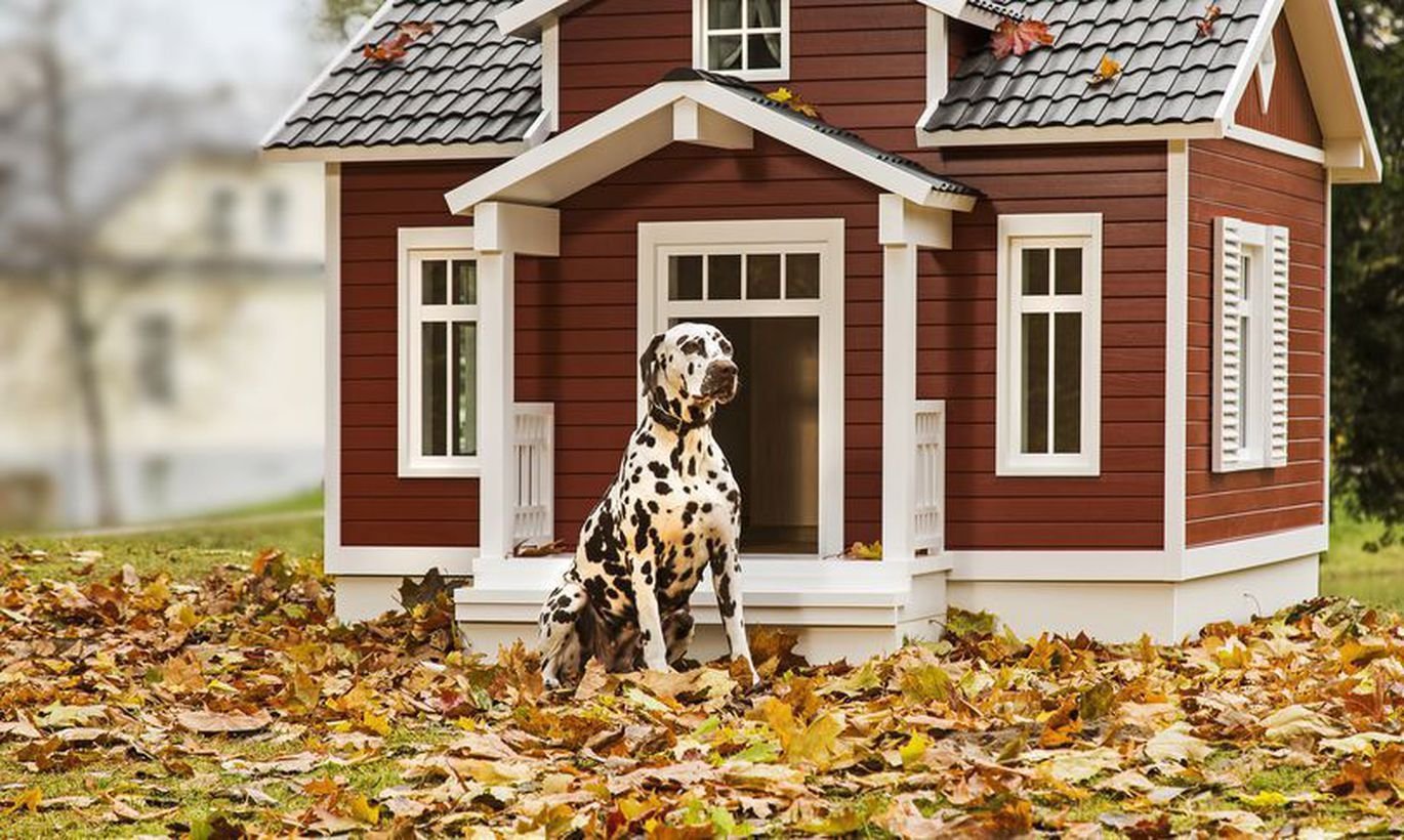 Демо версия дог хаус dog houses info. Дом для собаки. Красивые домики для собак. Собачья будка. Самые красивые домики для собак.