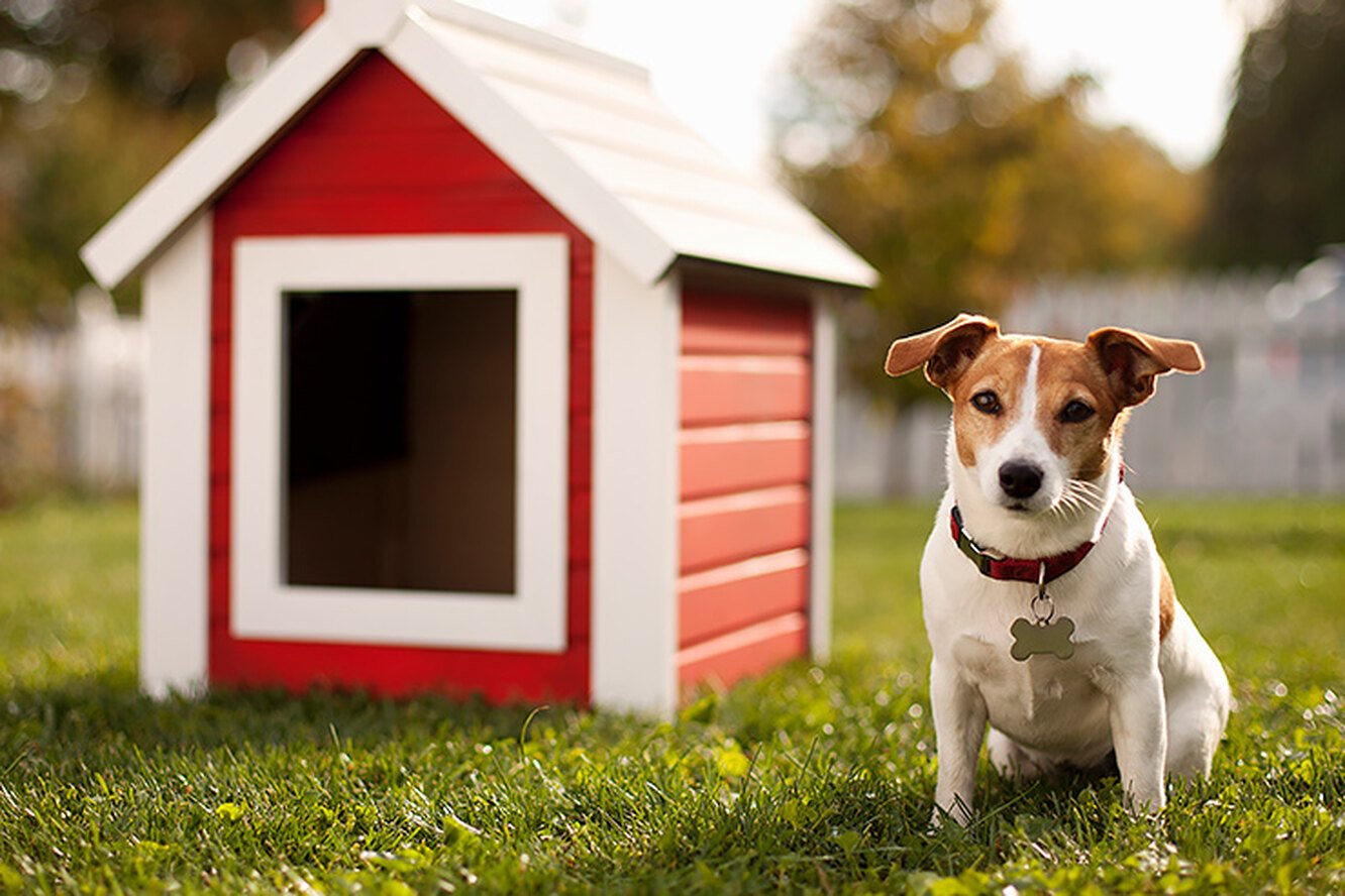 Дом питомцев 2. Дом животные. Дом для животных. Собака на даче. Домашние животные на даче.