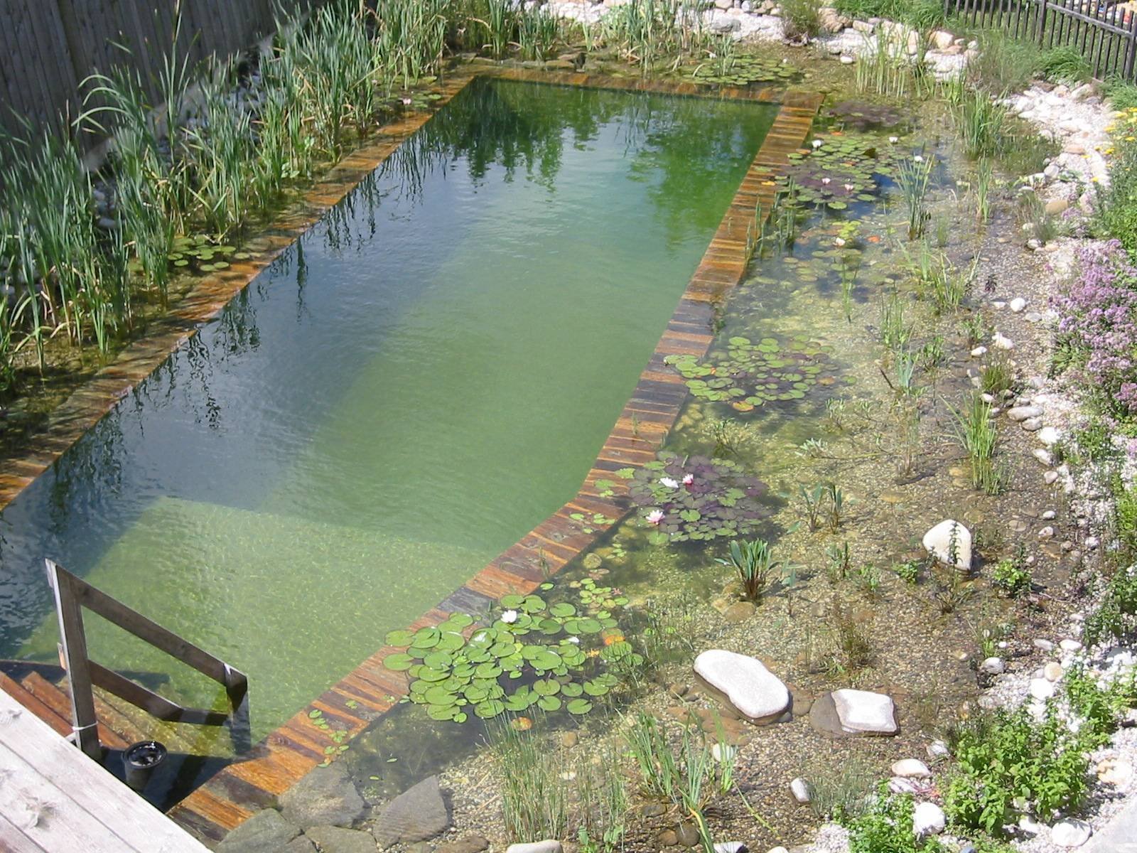 Строим водоемы. Пруд для купания с биоплато. Камыш для биоплато. Ручей биоплато. Пруд в саду с биоплато.