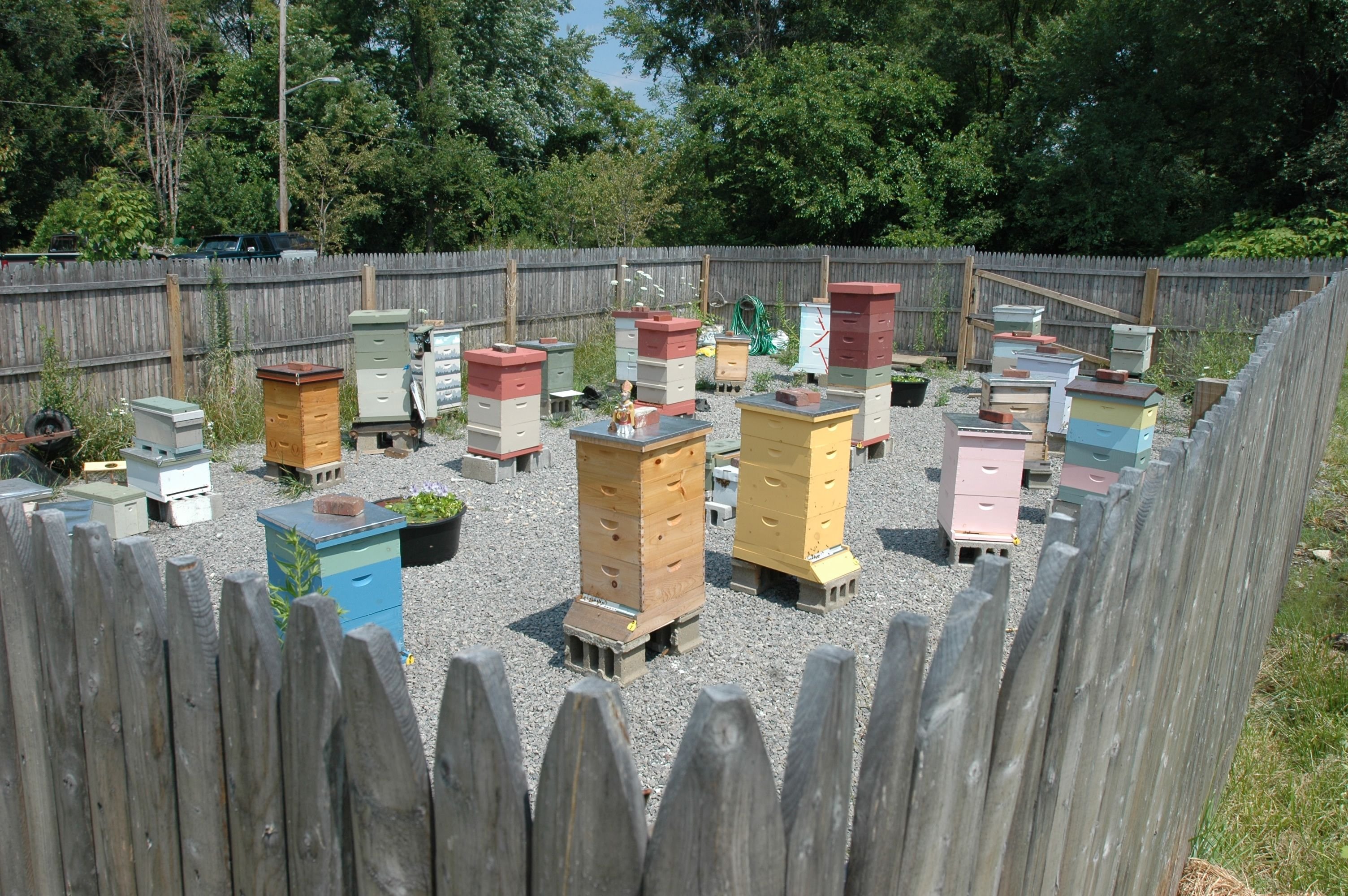Соседские пчелы. Улей на пасеке. Пасека на 50 пчелосемей. Пасека 100 ульев. Пасека 100 пчелосемей.