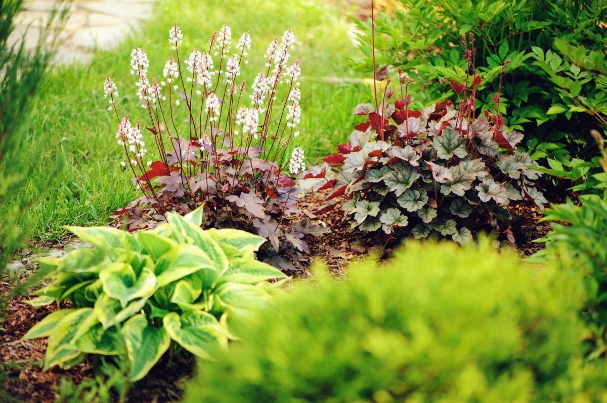 Декоративные тенелюбивые растения для сада фото и названия
