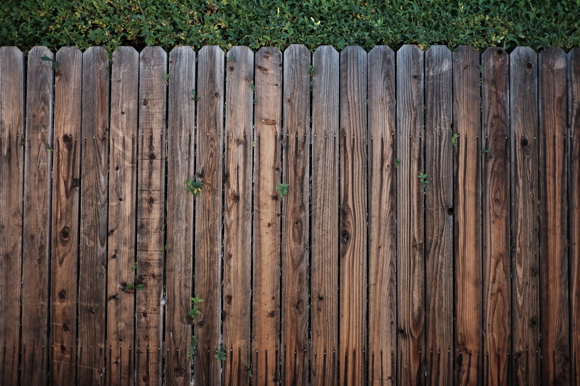 высокий деревянный забор раст фото 26