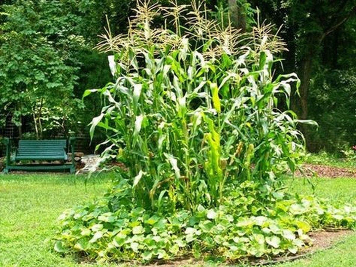 Как посадить кукурузу в огороде. Кукуруза в огороде. Кукуруза на грядке. Кукуруза на даче. Кукуруза в ландшафте сада.
