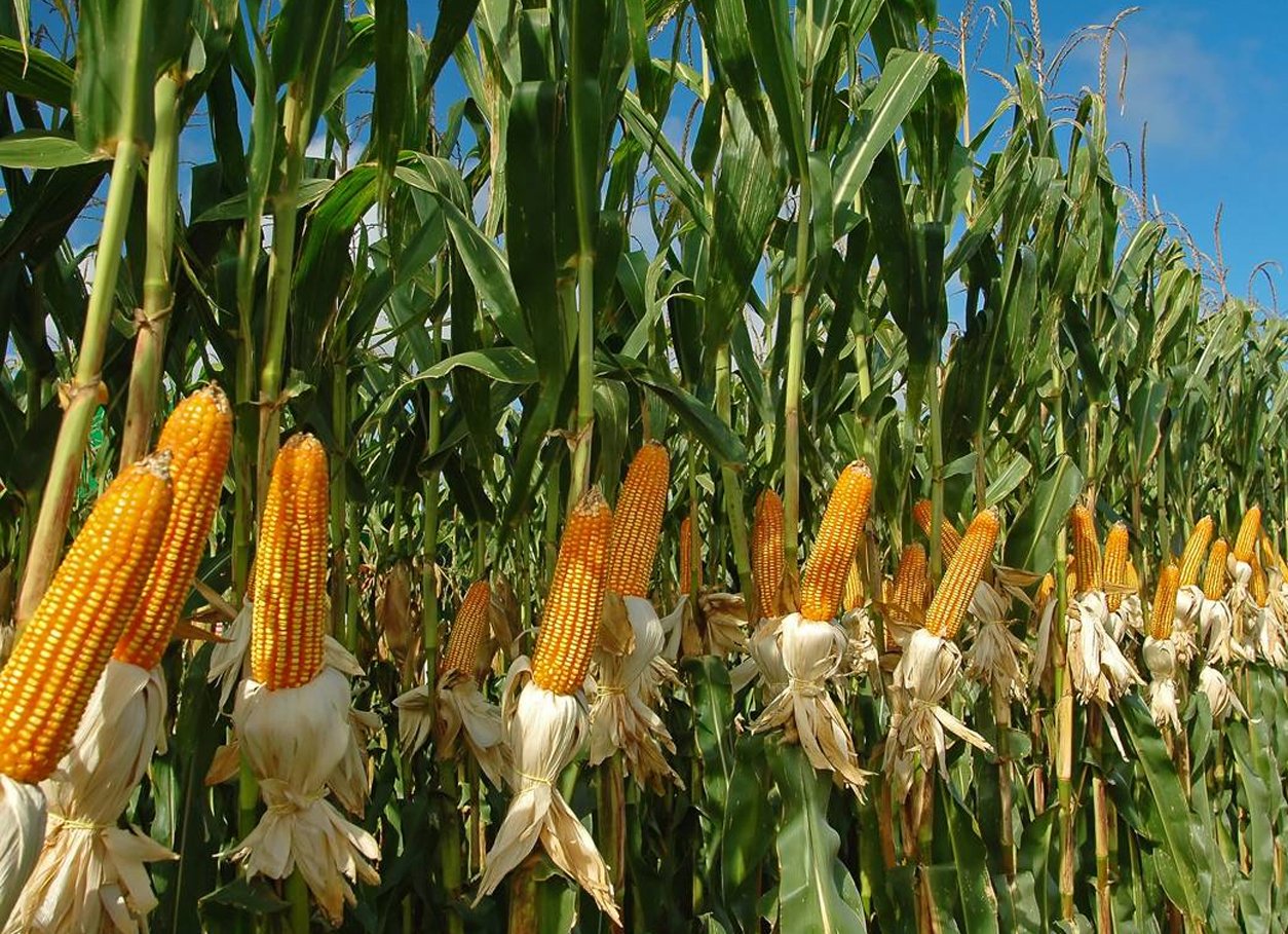 Кукуруза злаковое растение. Росс 199 МВ кукуруза. Кукуруза Донская высокорослая. Семена кукурузы Росс 140 св f1. Corn кукуруза
