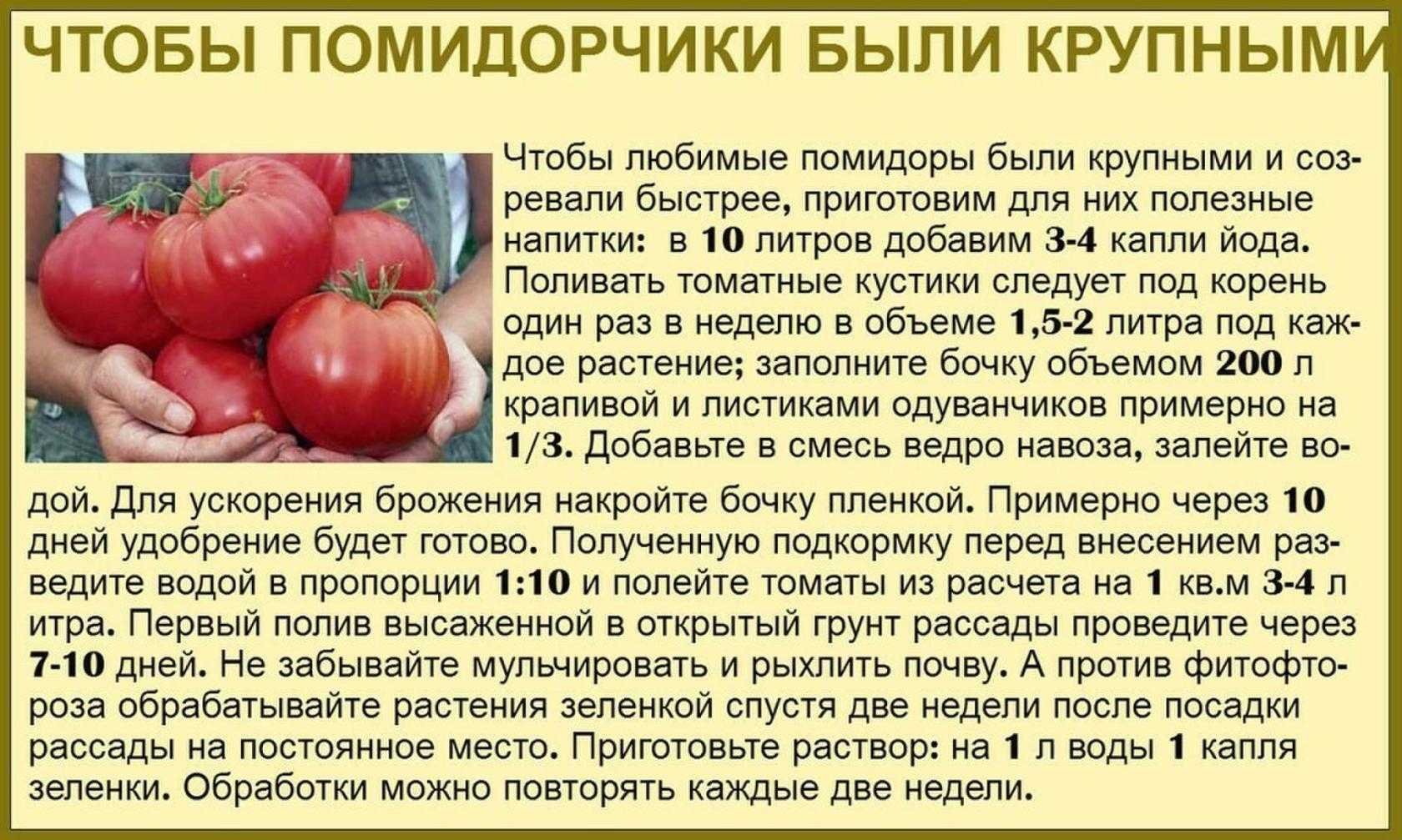 Любят ли томаты. Таблица подкормки томатов. Советы садоводам и огородникам. Советы про томаты. Советы для огородников.