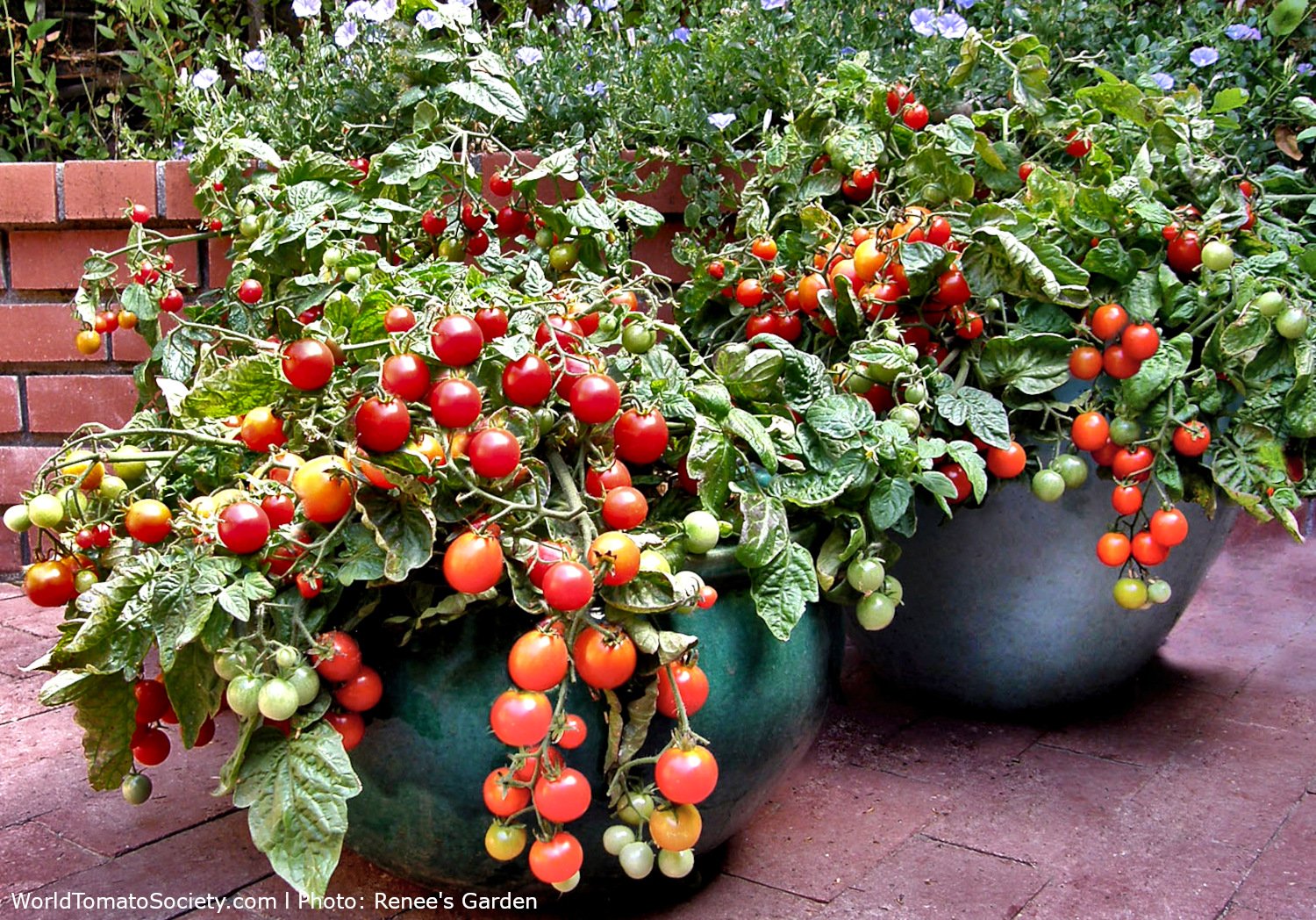 Выращивание помидоров в горшках. Ампельные томаты черри. Томат черри низкорослый. Карликовые помидоры черри. Черри балконное чудо.