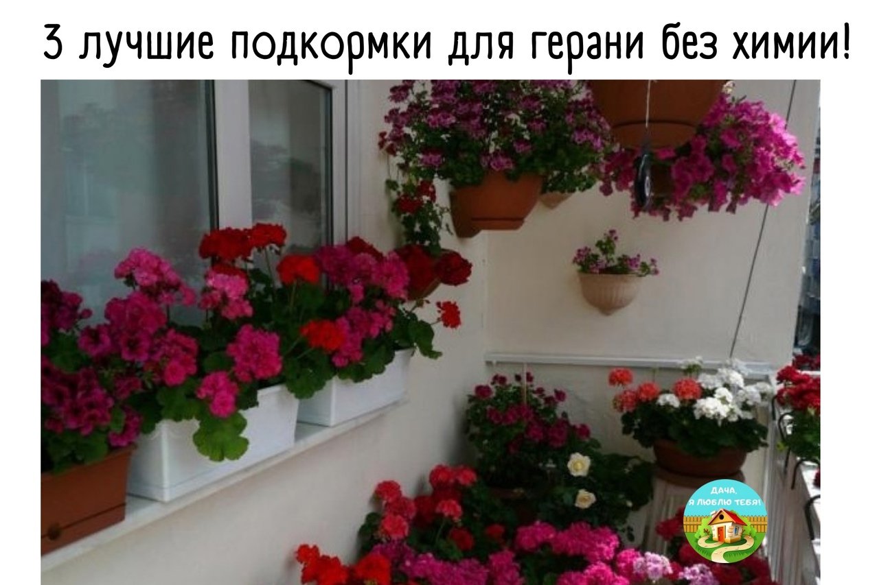 При какой температуре можно выносить комнатные цветы. Пеларгония ампельная balkon. Пеларгония ампельная в кашпо. Ампельная петуния на балконе. Герань пеларгония на балконе.