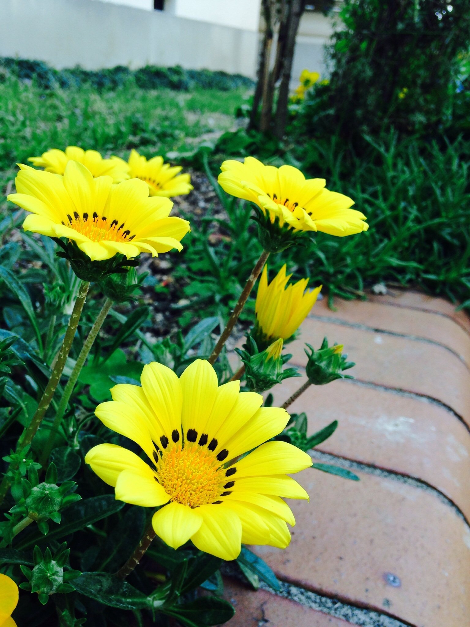 Названия желтых садовых цветов. Маргаритка Полевая желтая. Желтые однолетки. Желтые цветы однолетки. Желтая Маргаритка цветок.