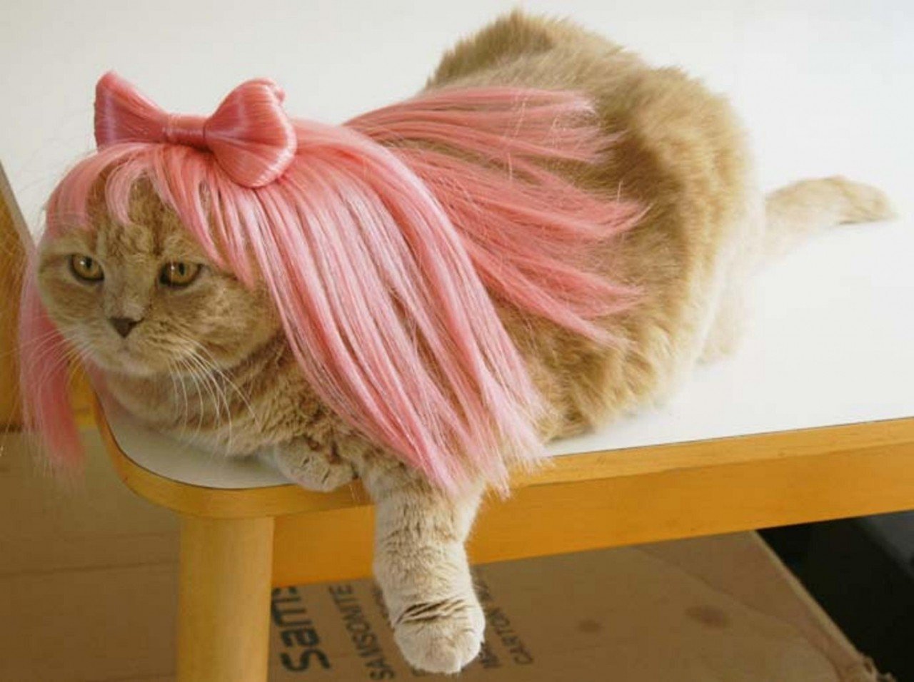 Животное с розовыми волосами. Стрижка пушистых котов. Кошка в парике. Смешные стрижки котов. Необычные стрижки кошек.