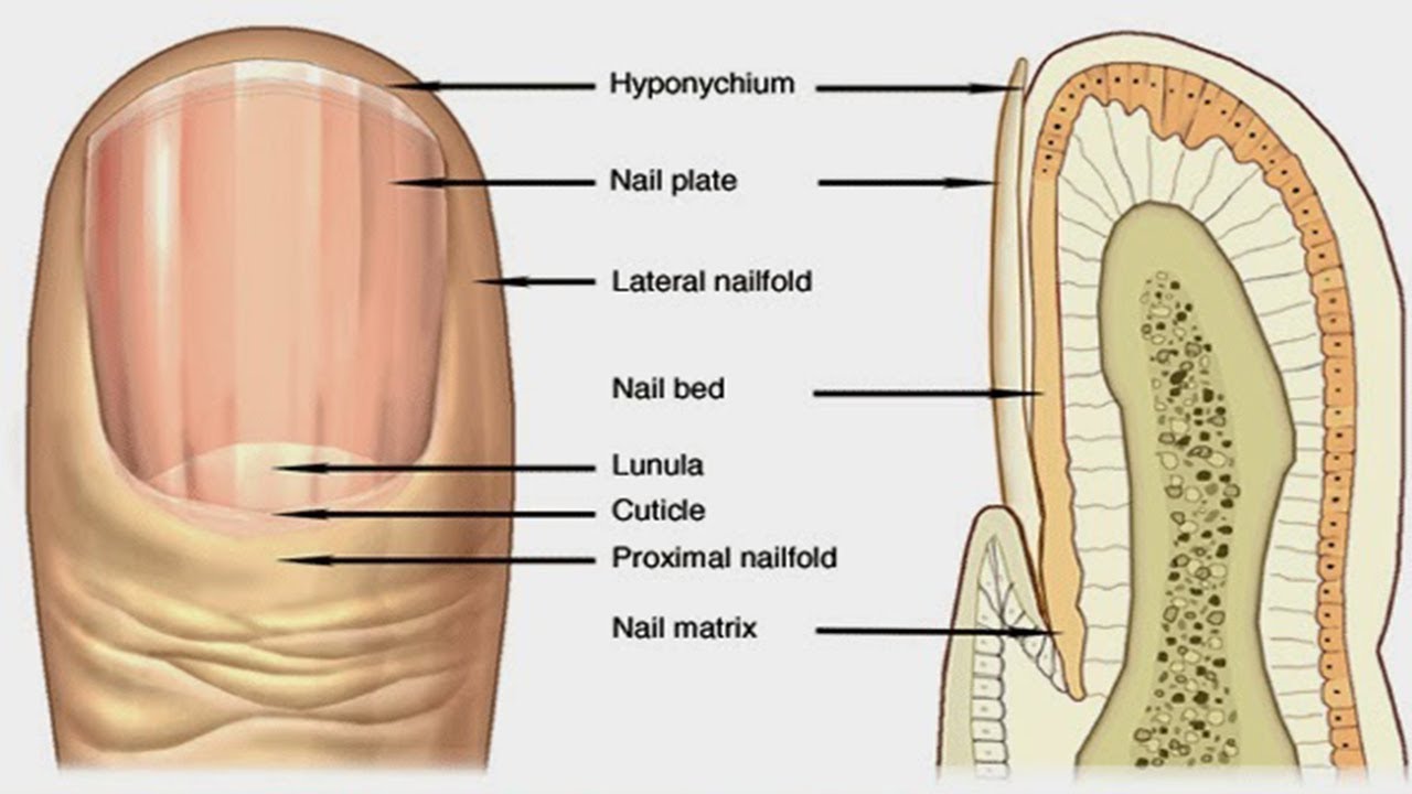 Корни ногтей находятся. Анатомия корневой части ногтевой пластинки. Анатомия и физиология ногтя. Строение ногтевой пластины птеригий. Строение ногтя анатомия.