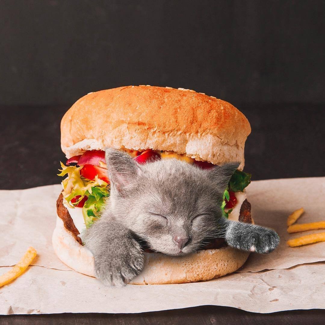 Животные с едой. Кот бутерброд. Котик с едой. Котенок в бутерброде. Еда для котят.