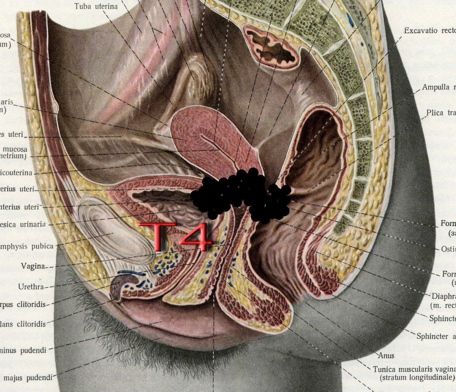 анатомия женского анала фото 82