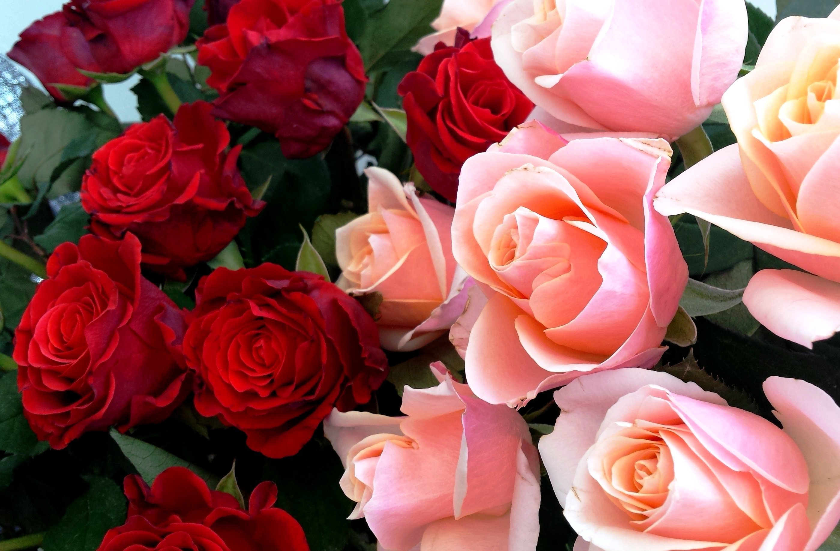 Красивые розы. Красивой женщине красивые цветы. С юбилеем женщине цветы.