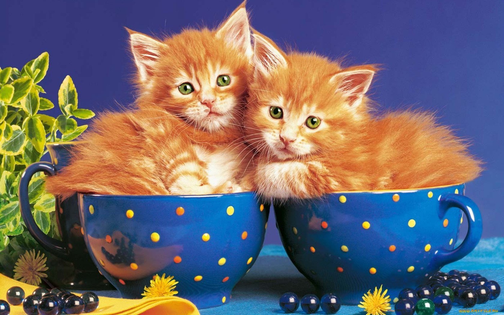 Картинки с кошками пожелания. Доброе утро с кошками. Доброе утро кошечка. Рыжий котёнок. Добрый вечер с котятами.