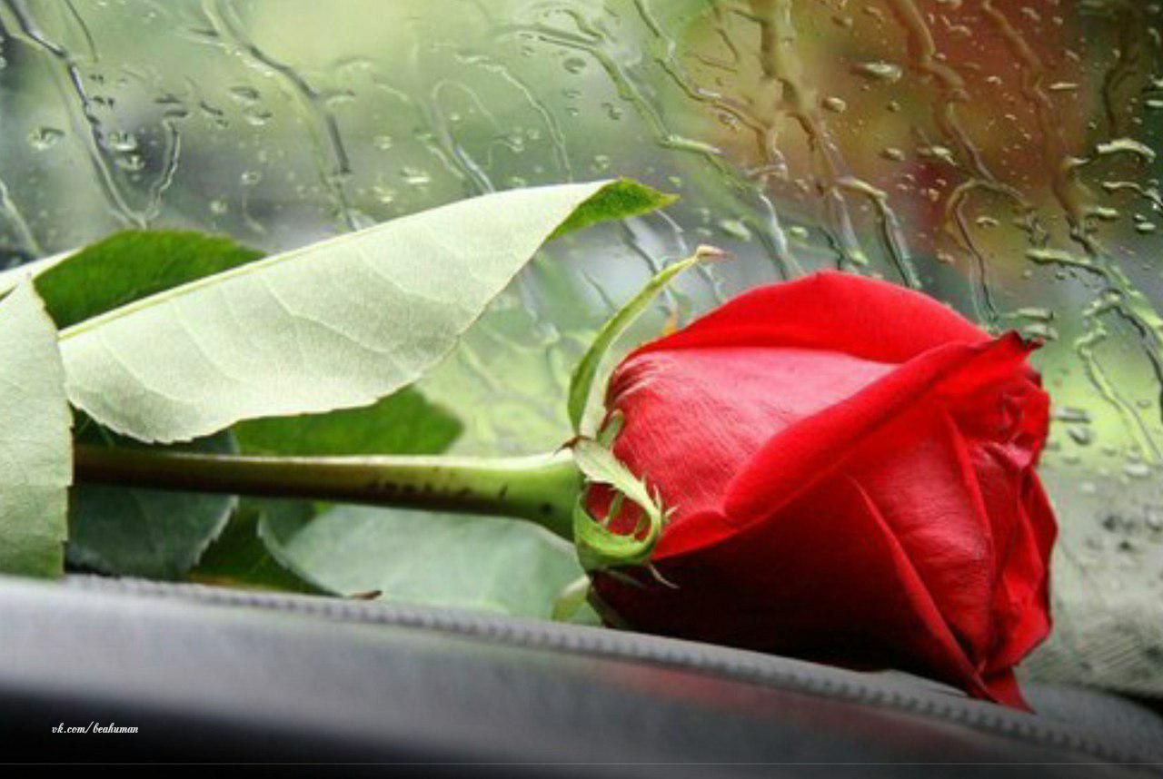 Краткий миг счастья. Нежность души. Розы под дождем.