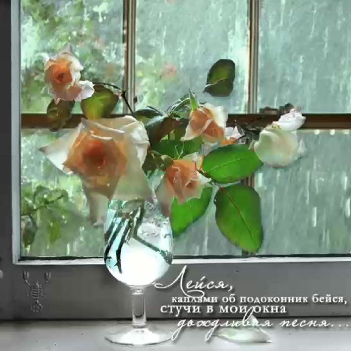 И снова стучит в окно. Цветы на окне. Открытки с добрым дождливым утром. Весенние цветы на окне.