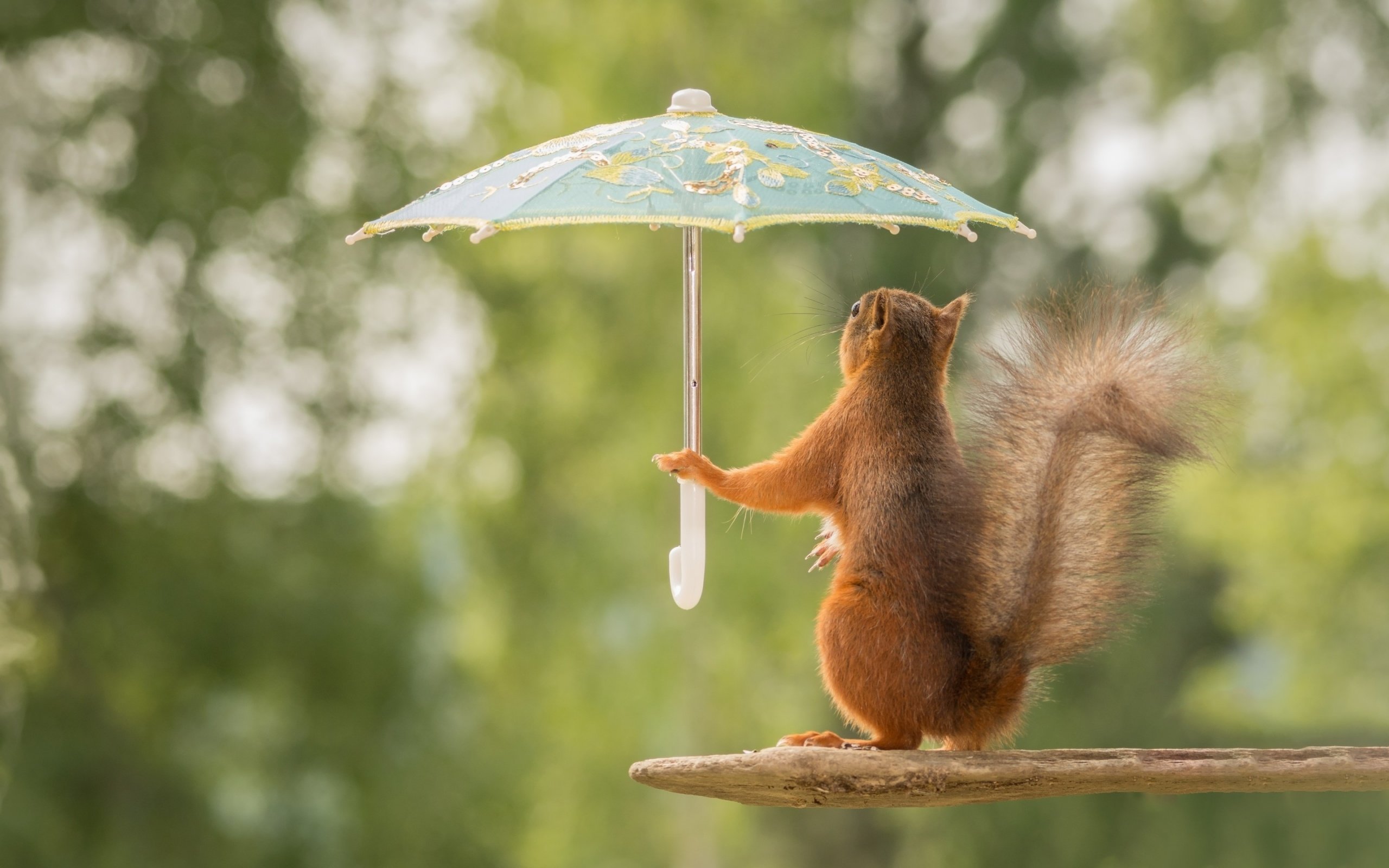 Доброе утро дождливое весеннее картинки. Белка радуется. Животные под зонтиком. Позитивное лето. Позитивные животные.