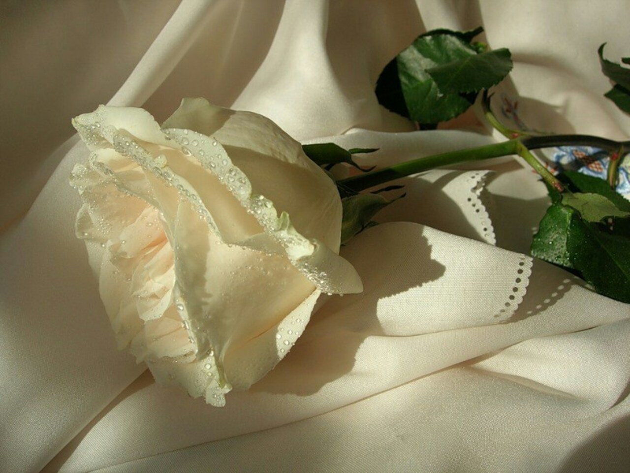 Назови самой нежной. Открытки с белыми розами. Открытки цветы розы белые. Красивые белые розы. С днём рождения белые розы.