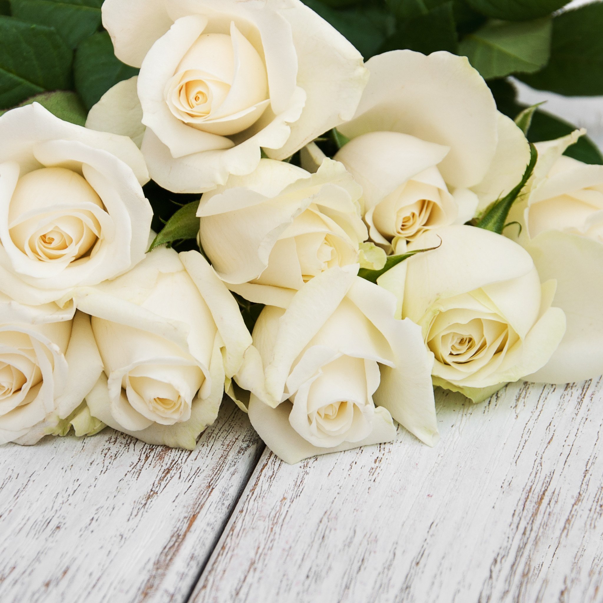 Розы белые низкие. Белые розы. Красивые белые розы. Букет белых роз.
