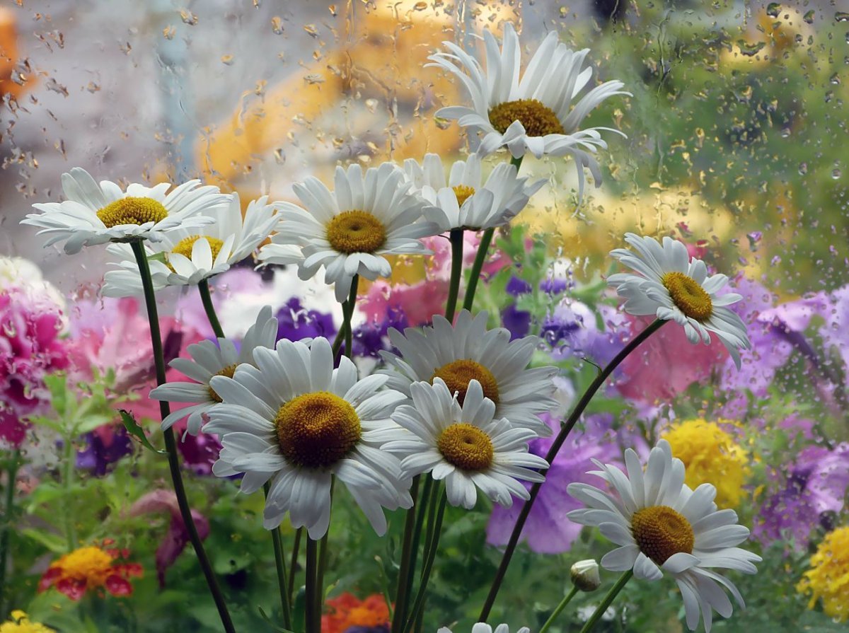 Желаю быть как лето. Летние цветы. Полевые цветы. Доброе утро луговые цветы. Открытки с полевыми цветами красивые.