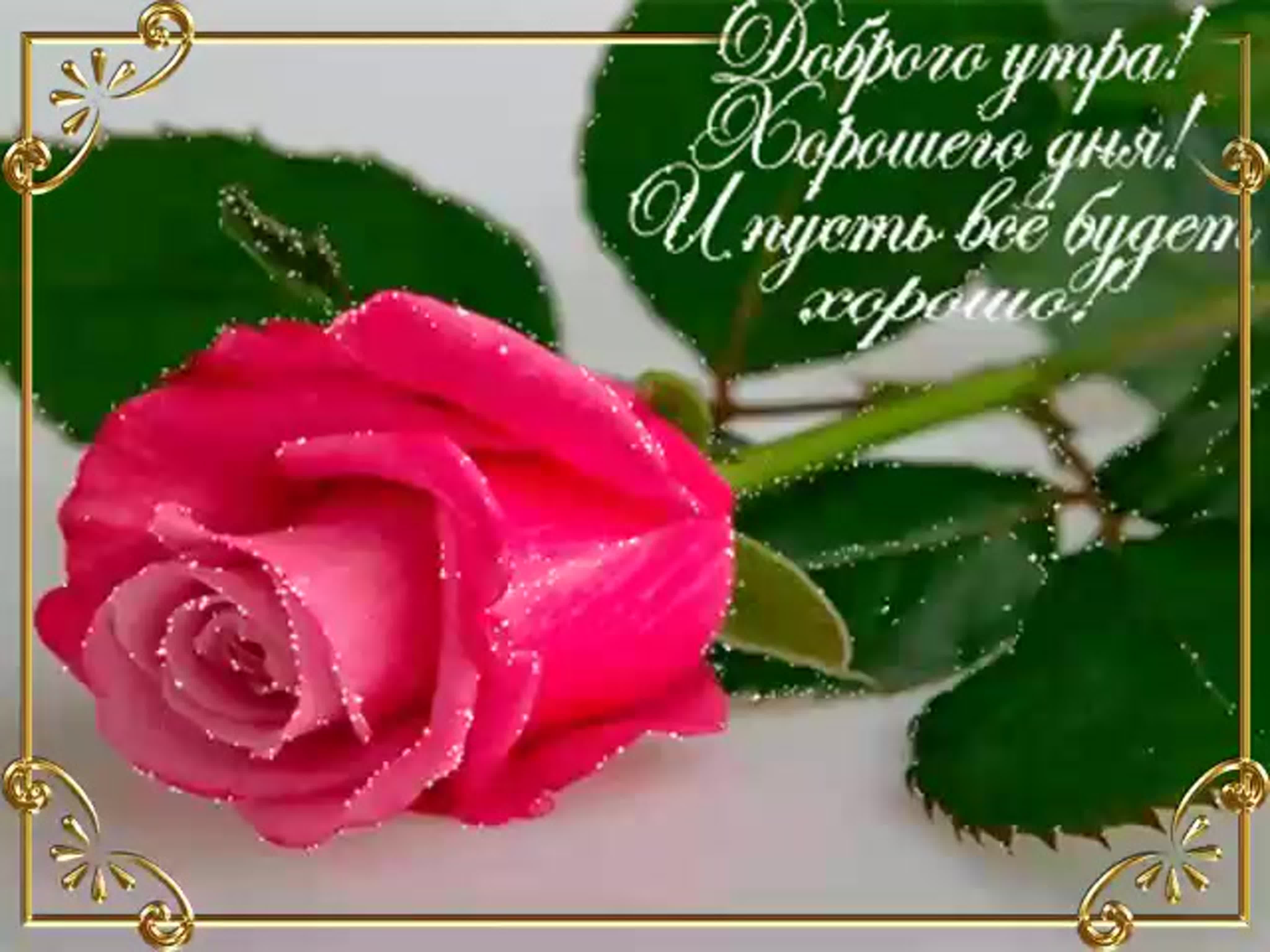 С добрым утром розы красивые с пожеланиями. Открытки с розами. Розовые розы. Доброе утро розы. Розовые розы гиф.
