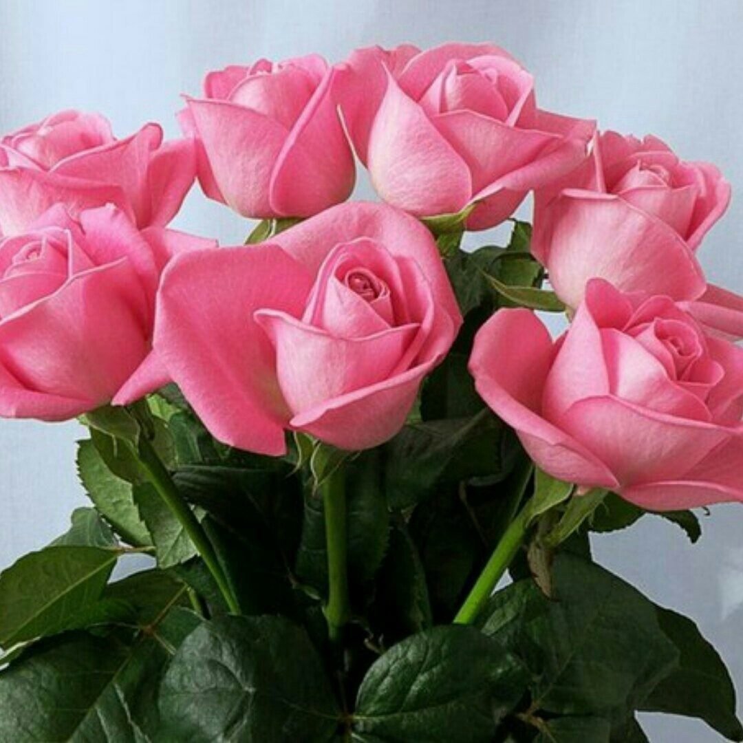 С добрым утром розы красивые с пожеланиями