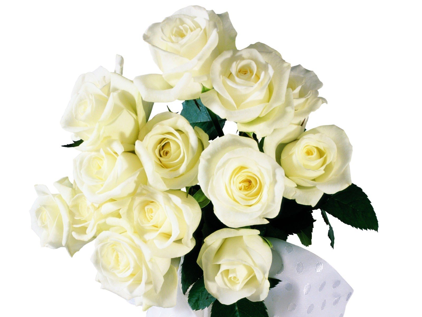Букет роз на белом фоне. Белые розы падают.