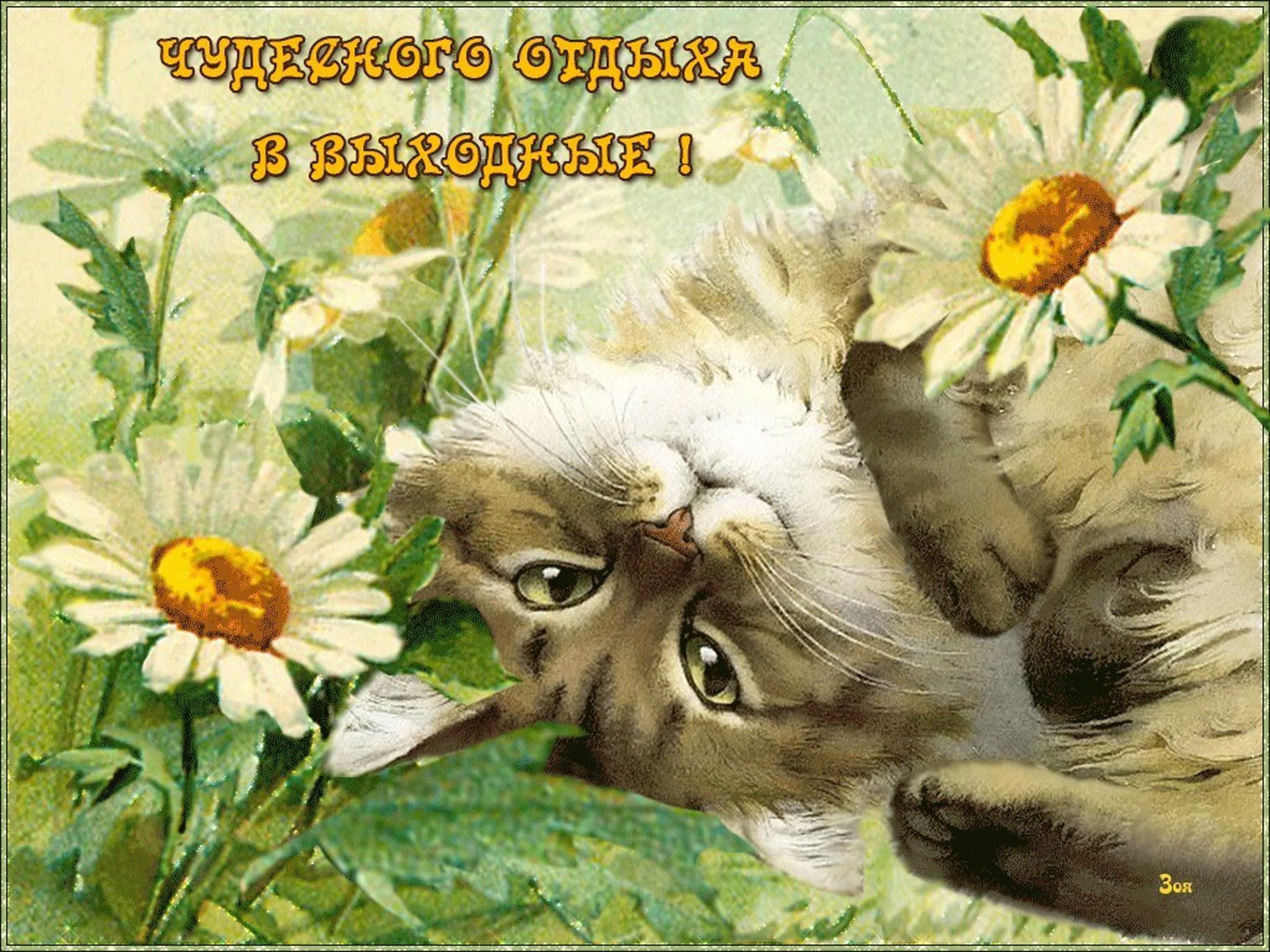 Пожелания доброго дня с животными. Открытки. Открытки с добрым утром с кошками. Летние открытки. Прекрасного летнего дня и хорошего настроения.