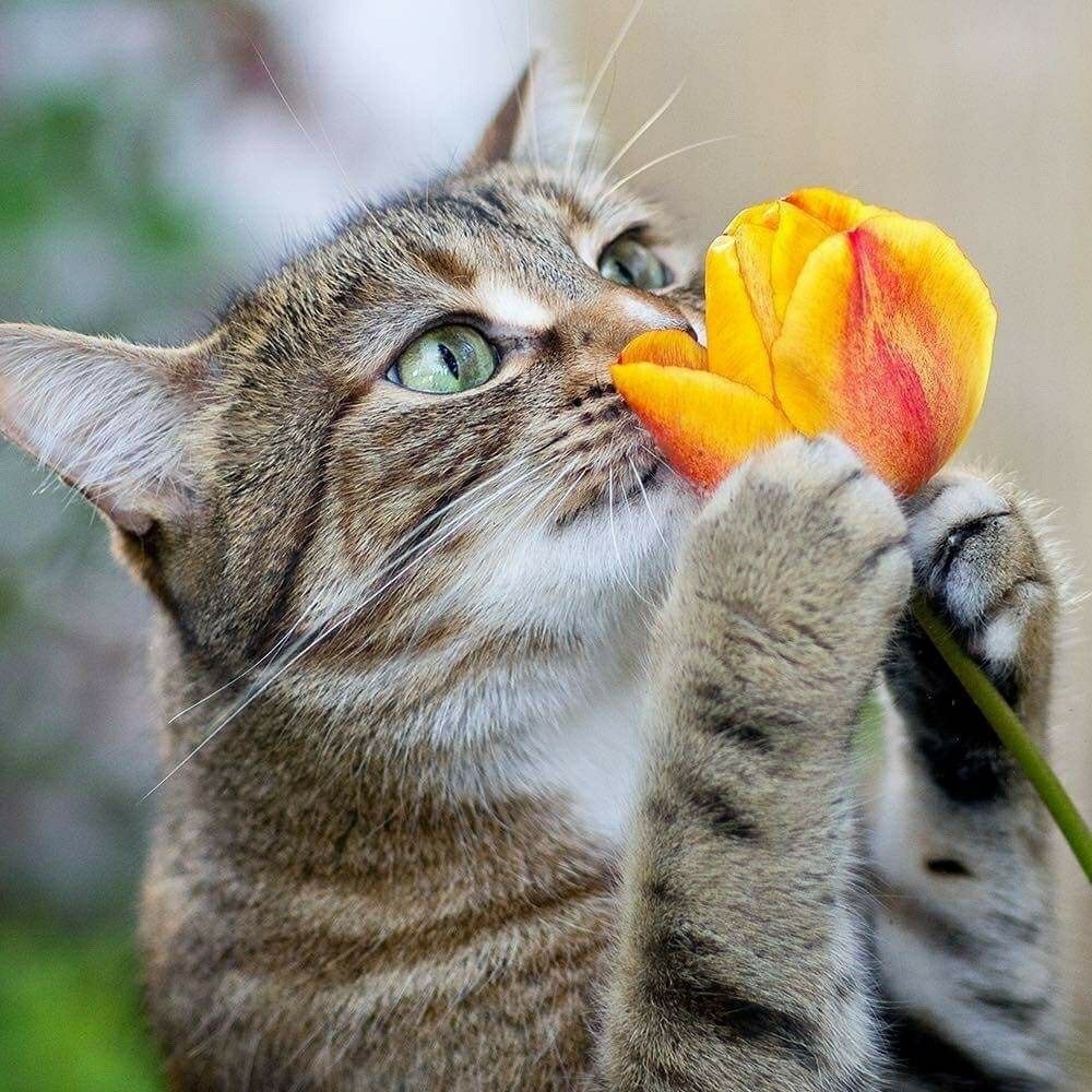 Открытки с добрым весенним утром с котиками. Весенняя кошка. Позитивные кошки. Весеннее настроение кошек. Кошки и цветы.