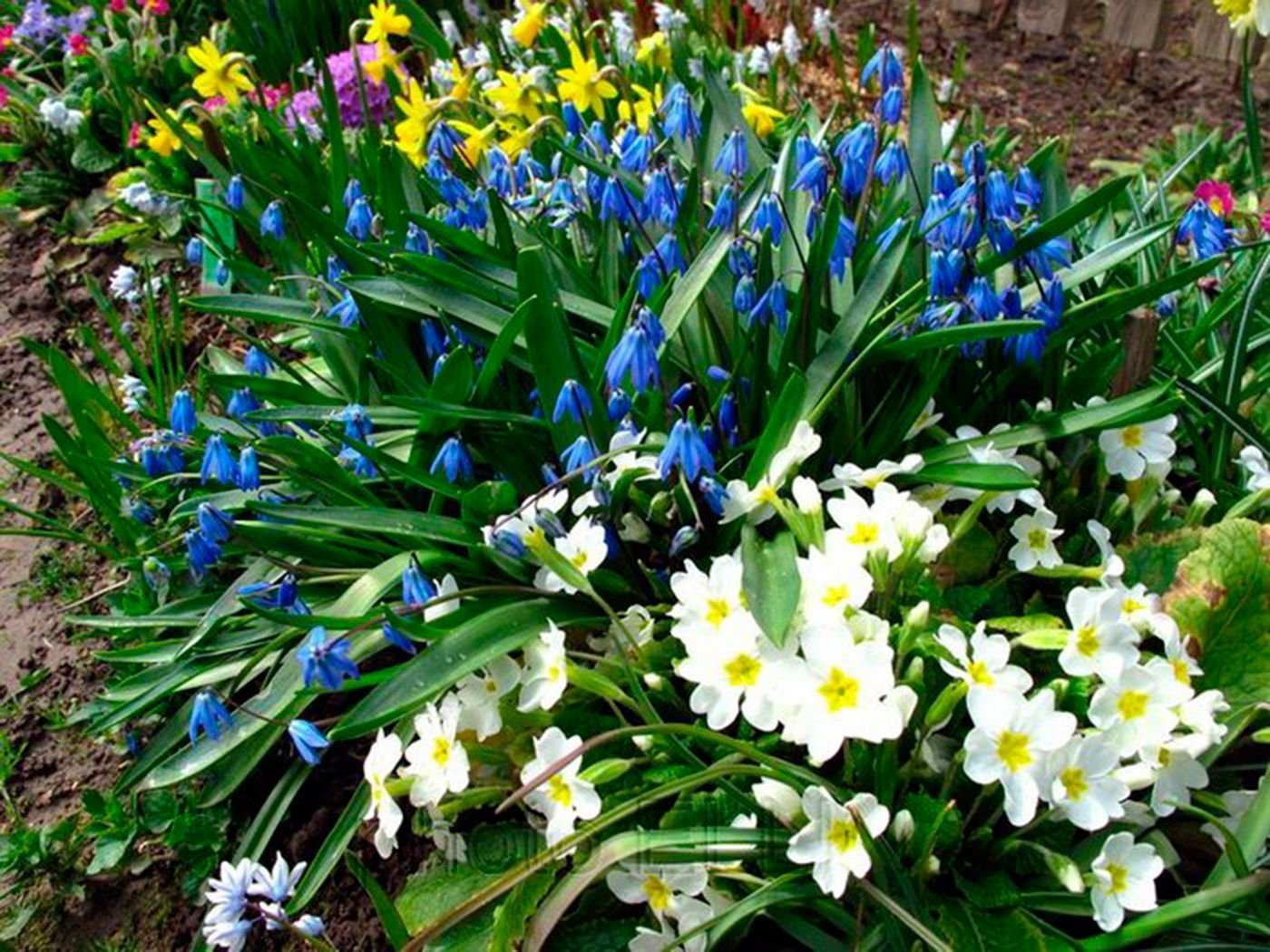 Ранние весенние цветы фото садовые. Нарциссы первоцветы луковичные. Первоцветы крокусы. Тюльпаны примулы нарциссы. Мускари крокусы тюльпаны нарциссы.