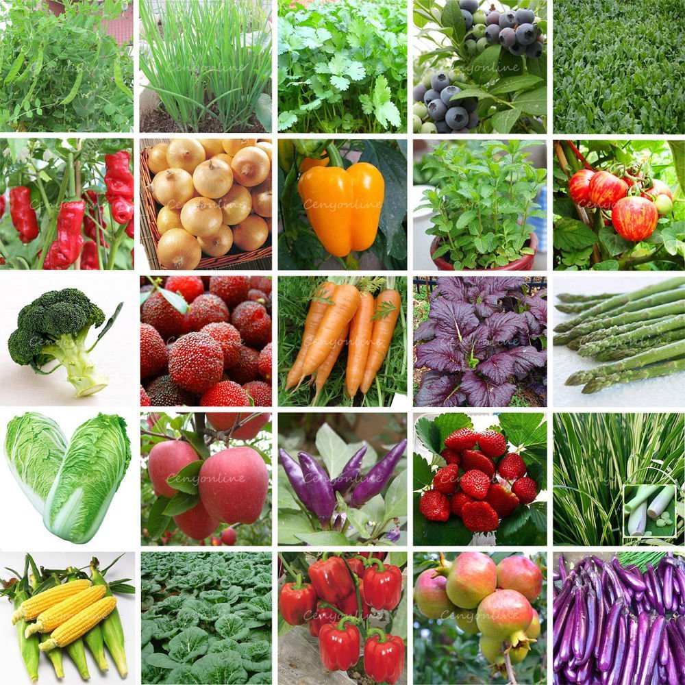 Есть и овощ в огороде. Овощные растения. Семена овощей. Культурные растения. Разнообразие овощей.