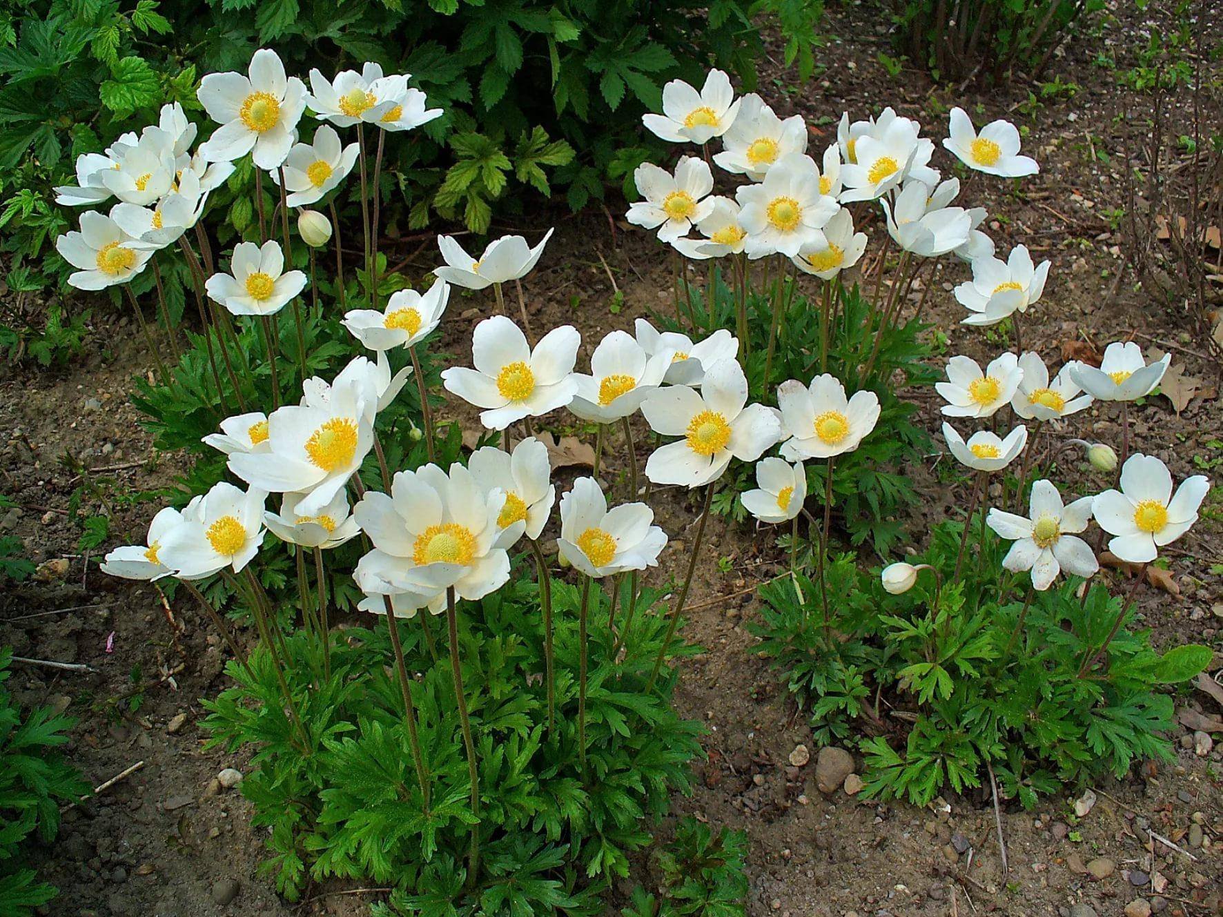 Ранние садовые цветы многолетники фото