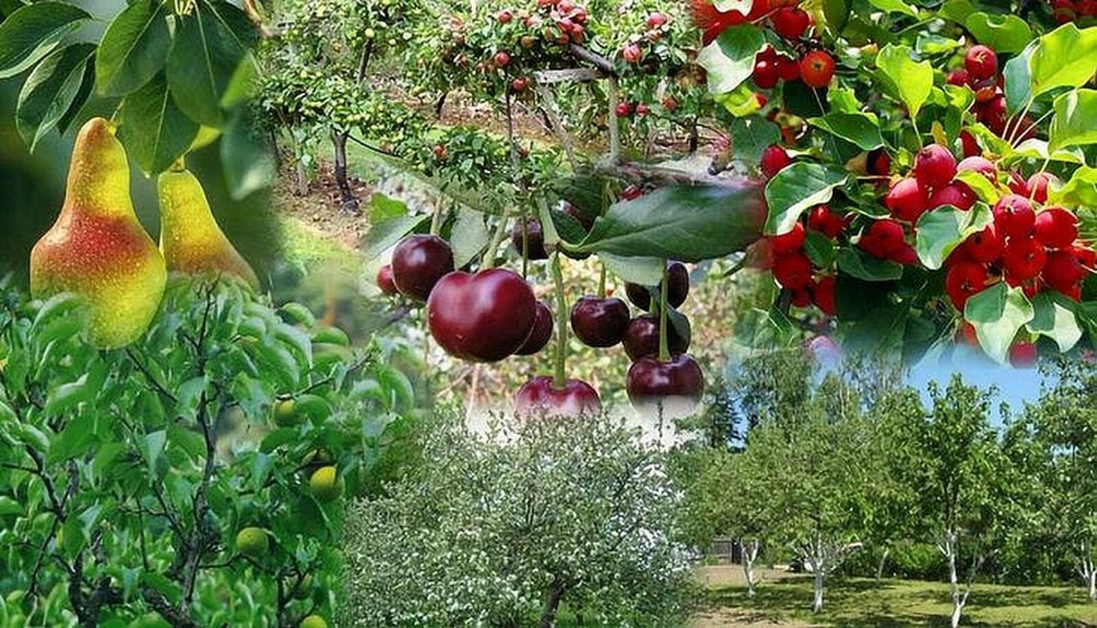 Фруктовая дачи. Плодовые яблони груши вишня. Груша Любская. Яблони, груши, черешня, вишня. Груши (сад-гигант).