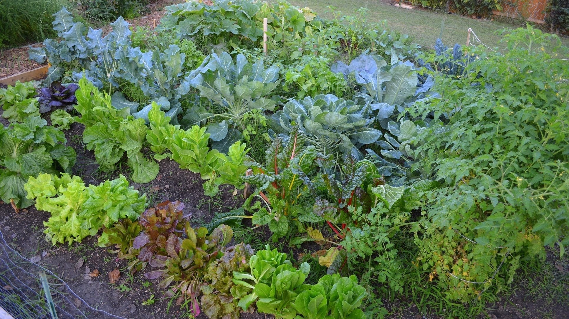 Зелень в огороде. Салат на грядке. Грядки для зелени. Красивые овощные грядки.