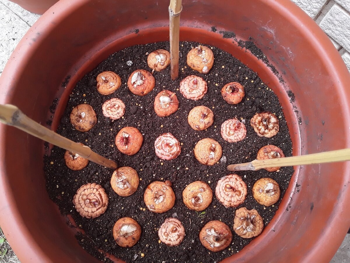 Как посадить гладиолусы в кашпо