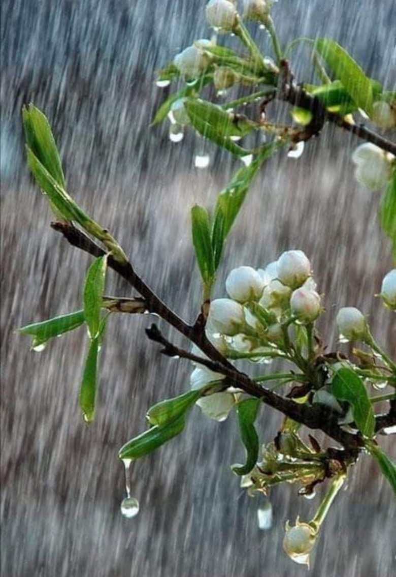 Открытки с добрым дождливым утром весенние. Весенний дождь. Хорошего весеннего дня. Весенний дождик.