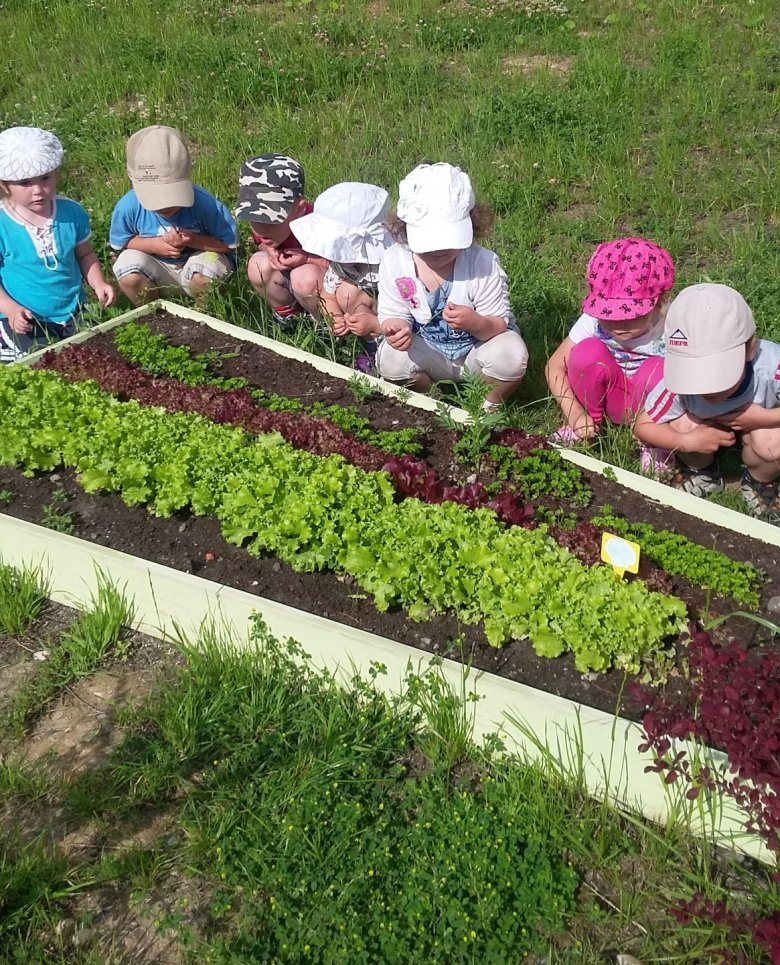 Дети посадили огород. Огород в детском саду на участке. Огород на территории детского сада. Детский огород в детском саду. Огород в ДОУ на участке.
